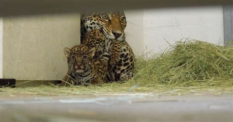 Living Desert Jaguar Gives Birth To Twins