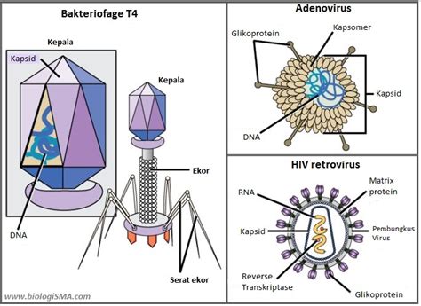 Gambar Struktur Virus Dan Bagian Bagiannya Riset