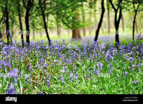 Bluebell Wood Bolton Abbey North Hi Res Stock Photography And Images