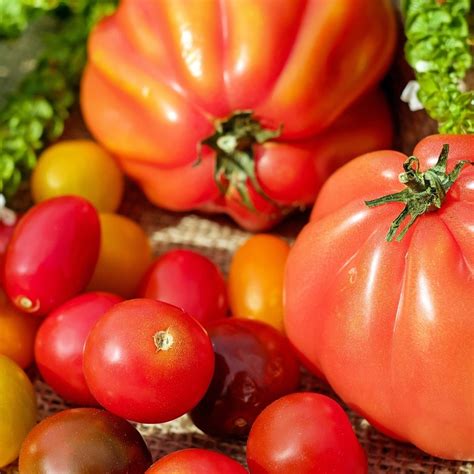 Graines De Tomates De Différentes Formes Et Couleurs Pack 7 Variétés