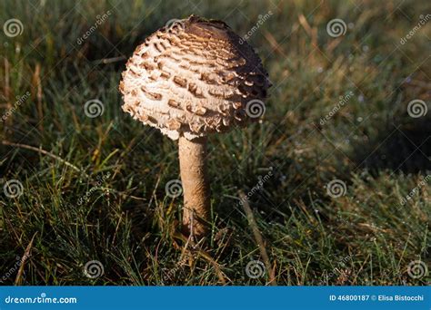Solitary Mushroom Stock Image Image Of Food Molybdites 46800187