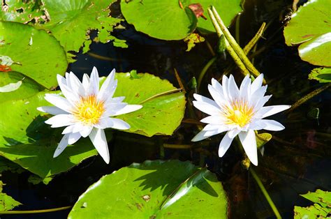 Water Lilies With Lily Pads In A Pond Photograph By Panoramic Images