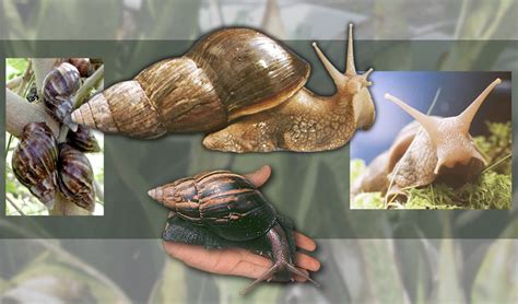 Florida Begins Work To Eradicate Giant African Land Snails