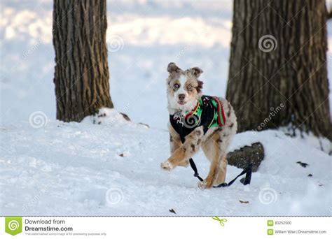 Australian Shepherd Dog Playing In Snow Stock Photo