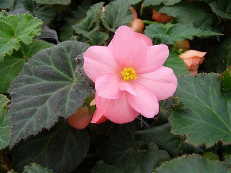 Spring is the perfect time to rejoice and enjoy the beauty of nature; Begonia Flowers - Flowers