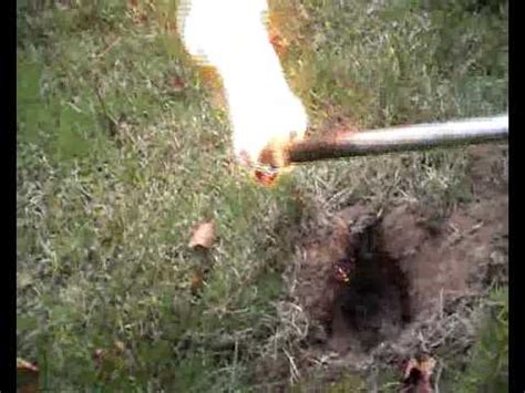 Tomcat provides products for both options to meet your specific needs and preferences. Mole Bangers! Explosion Surprise - YouTube