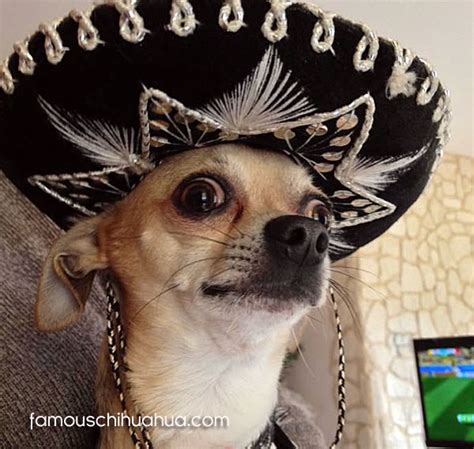 Chihuahuas In Mexican Sombreros Celebrate Cinco De Mayo Viva México