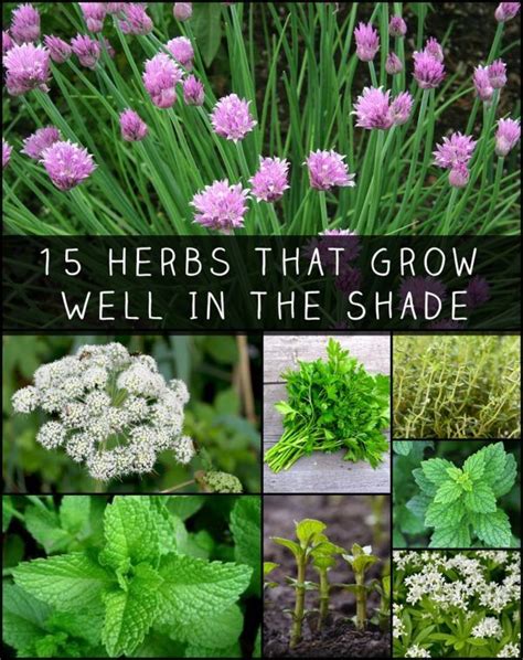 Shade is no problem for many perennials. 15 Herbs That Grow Well In The Shade