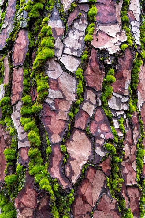 Maritime Pine Tree Bark And Moss In A Forest In Portland Oregon Stock