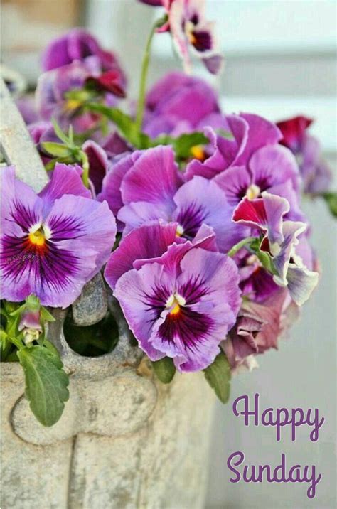 Happy Sunday Good Morning Every Day Pansies Spring Flowers