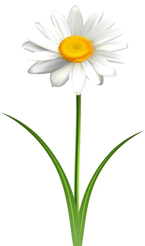 Common Daisy Clip Art Openclipart Vector Graphics Free Content Others
