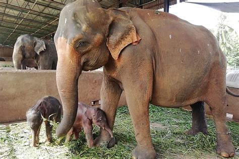 Video Elephant Gives Birth To Twins For The First Time In Nearly 80
