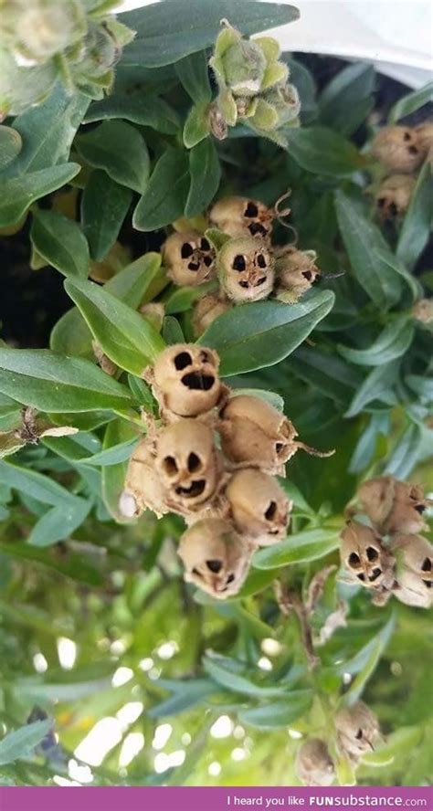 Dead snapdragon flowers look like weird skulls - FunSubstance | Strange