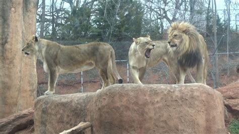 Lions At The Okc Zoo Youtube