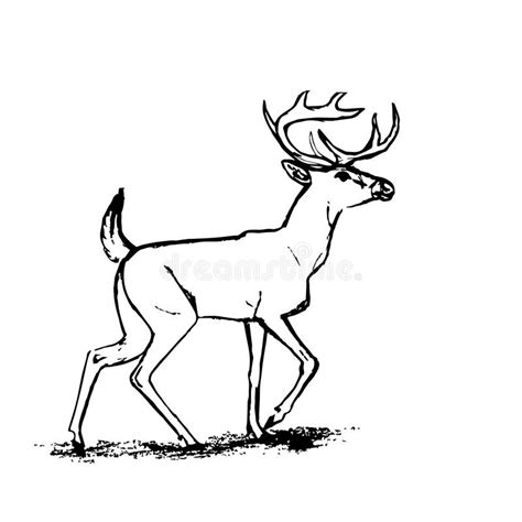 Deer Graphic Outline Stock Vector Illustration Of Decoration 62058864