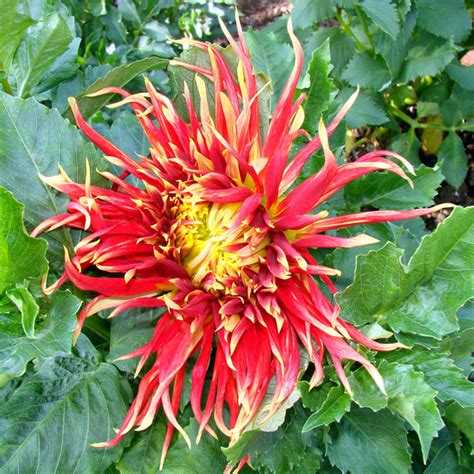 Red And Yellow Chrysanthemum Free Stock Photo Public Domain Pictures