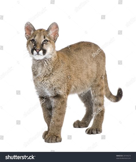 Puma Cub Puma Concolor 35 Months Stock Photo 20734273 Shutterstock