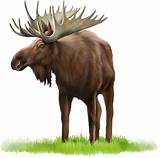 Search more high quality free transparent png images on pngkey.com and share it with your friends. Moose, elk PNG images free download