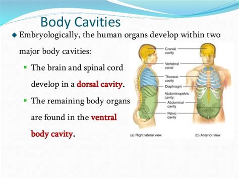 Chapter 1 Introduction To Anatomy And Physiology
