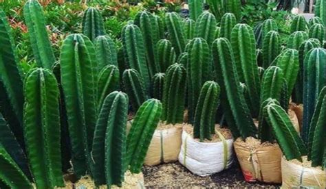 Tanaman Kaktus Morfologi Klasifikasi Fakta Dan Jenis Kaktus