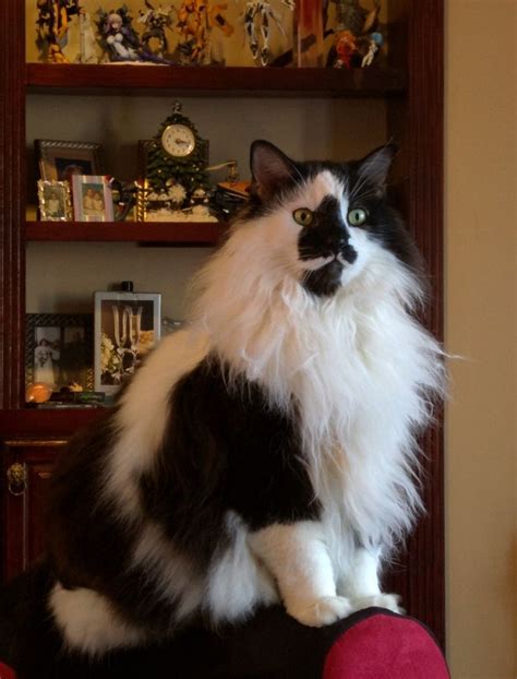 17 Best Images About Tuxedo Cats On Pinterest Cats
