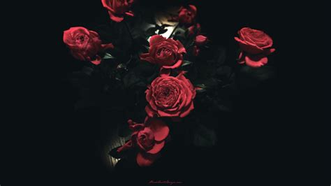Grunge Rose Aesthetic Desktop Wallpapers Top Free Grunge Rose