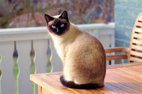 Gatto Siamese Caratteristiche Alimentazione E Carattere