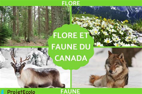 Faune Et Flore Du Canada Caract Ristiques Et Exemples