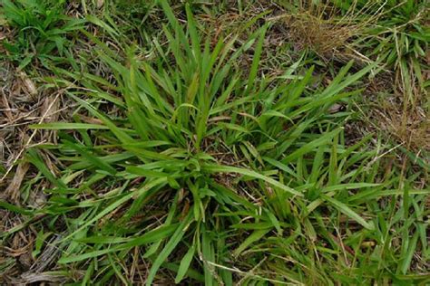 Carpet Grass Scientific Name Taraba Home Review