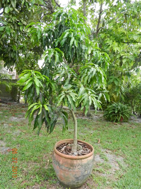 It is the best fruit to grow in summer. Cogshall Mango | Plants, Container gardening, Fruit trees