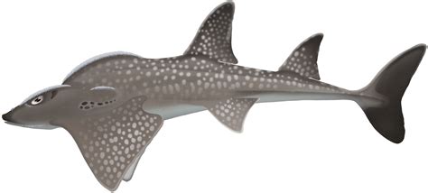 Shark Ray Rhina Ancylostoma Marinewise
