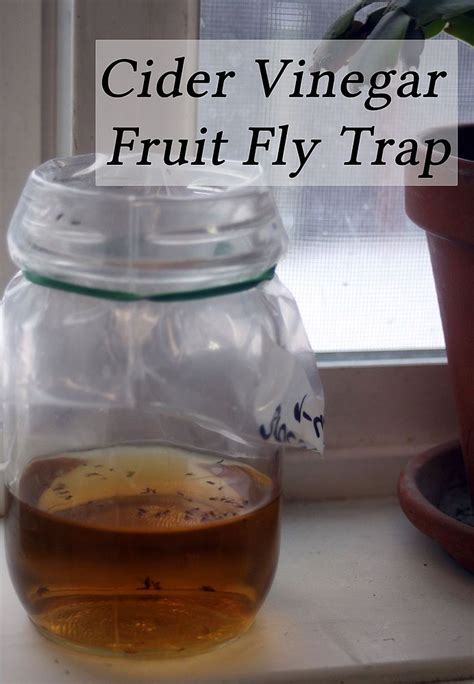 Making A Fruit Fly Trap From Cider Vinegar Fly Traps Fruit Flies