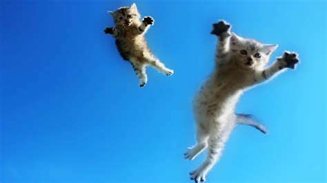 Funny Cats Jump Fail Part 3 Youtube