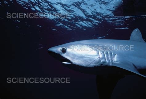 Photograph Bigeye Thresher Shark Science Source Images