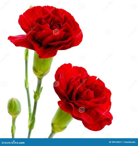 Two Red Carnation Flowers On A White Background Stock Image Image Of