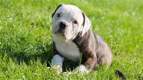 American Bulldog Weight Chart Size And Growth Chart