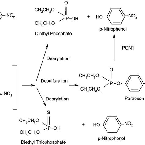 Parathion Metabolism Adapted From Mutch Et Al 1999 Download