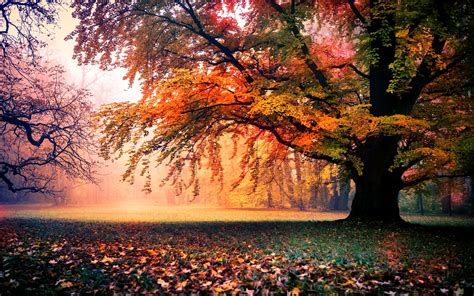 Autumn Fall Season Nature Landscape Leaf Leaves Color Seasons Tree