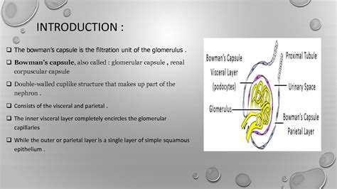 Solution Function Of Bowman S Capsule And Process Of Glomerular