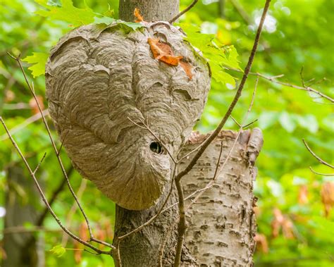 Baldfaced Hornet How To Get Rid Of Hornets Rose Pest Solutions