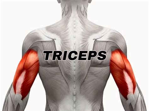tríceps braquial anatomia del cuerpo humano