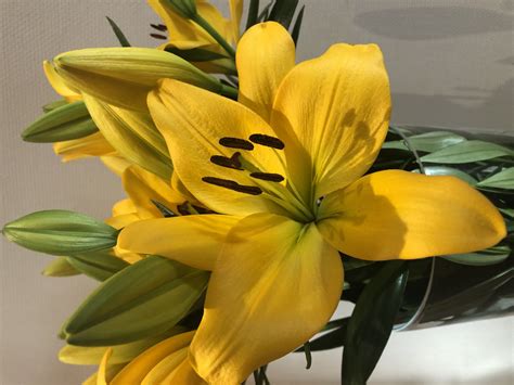 Kingsville LA Hybrid Lilium P Aker Flower Bulbs And Seeds