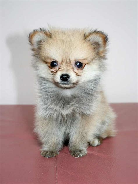 Pomchi Dog Breed Pomeranian Chihuahua Mix