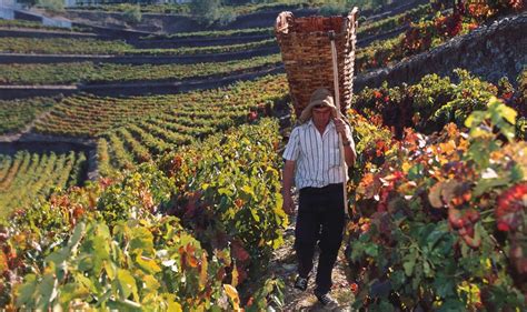 wine tours in portugal vivid vineyards episode travel