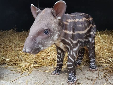 An Adorable Baby Tapir Has Been Born Newquay Zoo