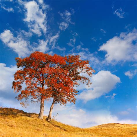 Lonely Autumn Tree Stock Image Image Of Natural Illumination 34140127