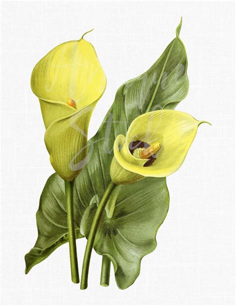 Flower Clip Art Yellow Calla Lily Commercial Use Etsy Flower