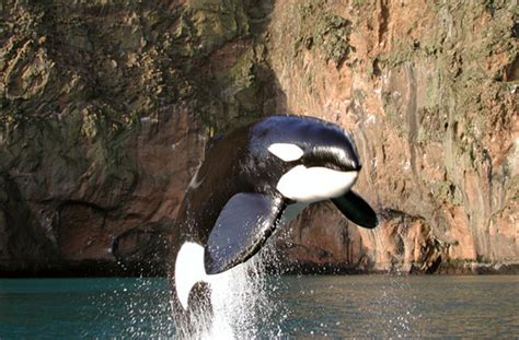 Was The Release Of Keiko The Orca A Failure What This Iconic Whale