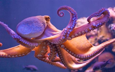 Best 56 Octopus Wallpaper On Hipwallpaper Steampunk