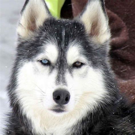 Large, strong sled dogs were needed for transporting people and goods over great distances. Alaska Husky Dog | Pets and Dogs